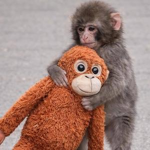 punch the monkey