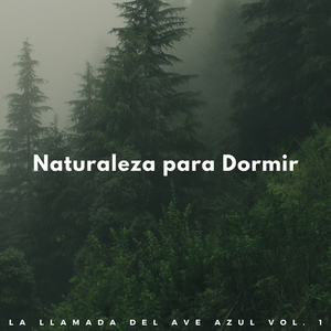 Chirrido De La Selva