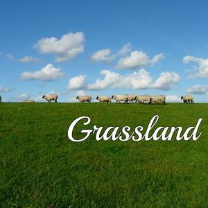 Grassland
