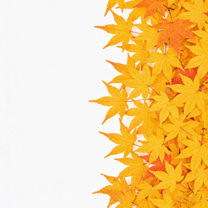 秋天 (feat.ImTino)