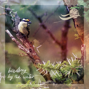 Birds and Distant Water (loopable) at Providence Bay