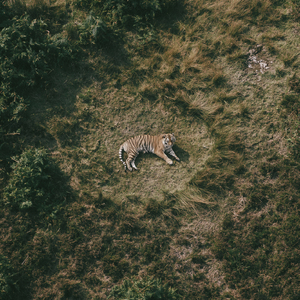 Bandipur