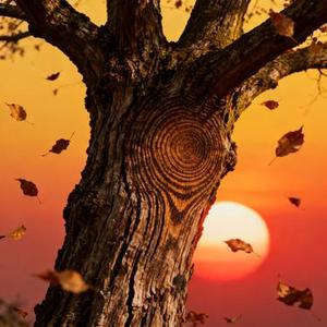 遗留在岁月的曾经 (Cover 杜天宇)