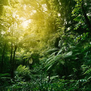 Rain and Thunder in a Foggy Forest