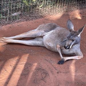 Insensitivity (feat. Maximum Forehead)