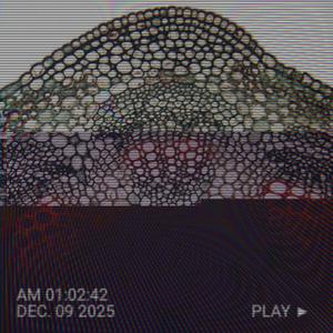 Cambium