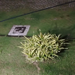 gangstalking for the club