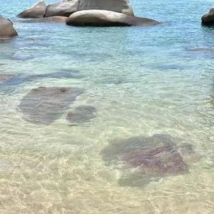 风中听落雪 (Cover 小阿枫)