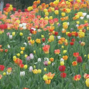 自以为（刘大壮）