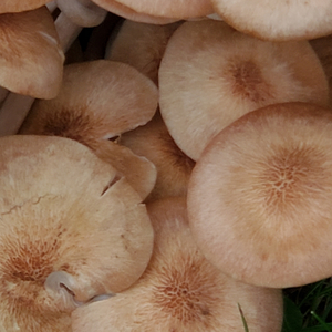 withdrawal (close to home)