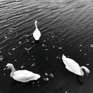 此生不换（仙男合唱版）