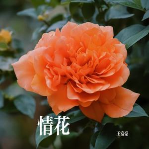 情花