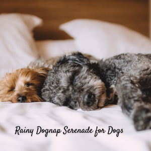 Work Effectively with Rain and Thunder Sound