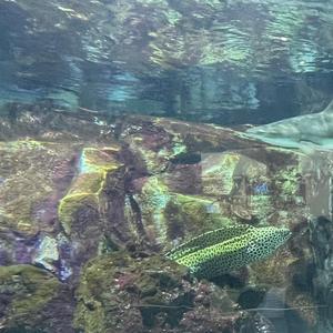 reef