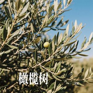 橄榄树