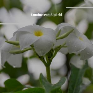 Internet Epidemiologist