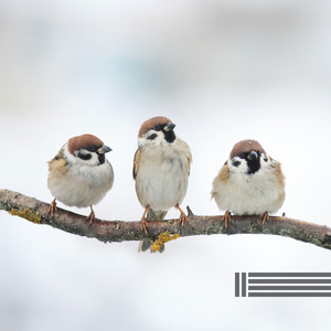 早晨森林（可循環播放