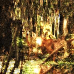 Deer