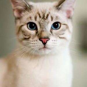 Boss bytch (Sped Up)