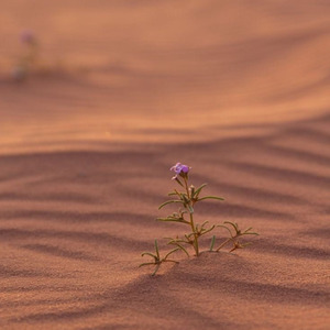 DESERT ROSE