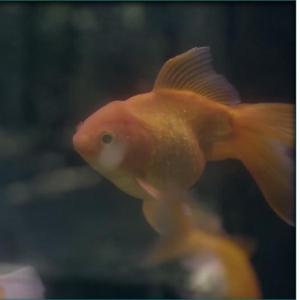 Избери Страна