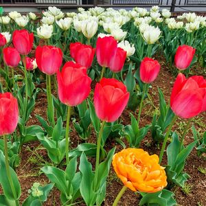 こころときめき探検隊