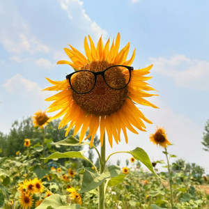 Sunfire Dreams