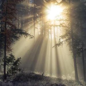 Sunshine of the winter.