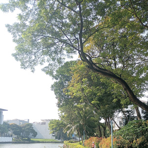 我会等枯树生出芽 (女生版）