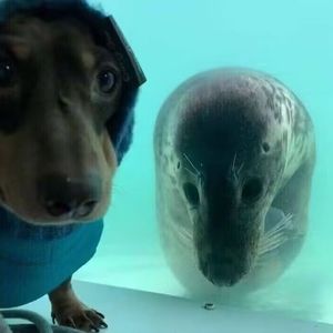 【孙权】天命症（《花粉症》历史向填词）