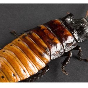 Cockroach