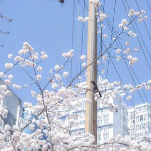 没了我你依然拥有太阳