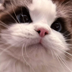 Gimme×Gimme（粤语版）