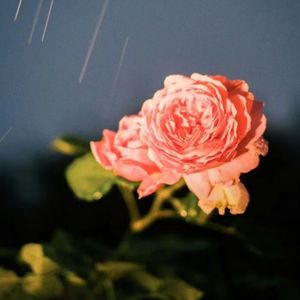 做你出类拔萃的男友