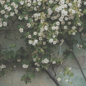 春(那年古城桥下冷)