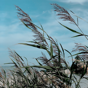 Amanecer De La Inocencia