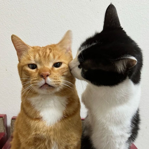 Delimma (remix dj r-lo)