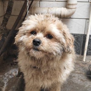 送东阳马生序