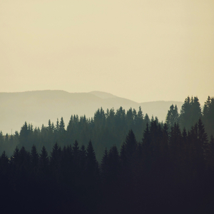 In the Company of Trees