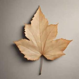 SÖZLERDEKİ GÜZ (YOL GEZER MED & NAZAN BİÇER NAZENDE KALBİM KİTABINDAN ESİNLENİLMİŞTİR)