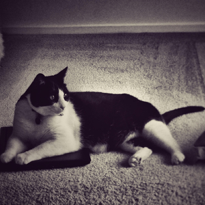 I'm Too Sexy