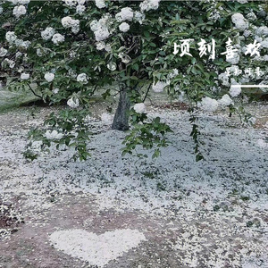 我们打着光脚在风车下跑，手上的狗尾巴草摇啊摇
