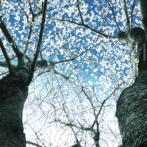 C大调极简治愈之韵