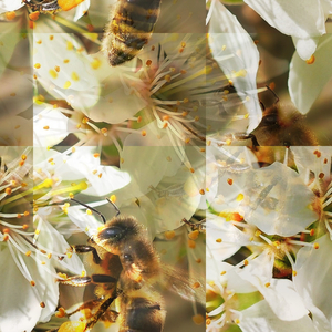 Over Intellectuality