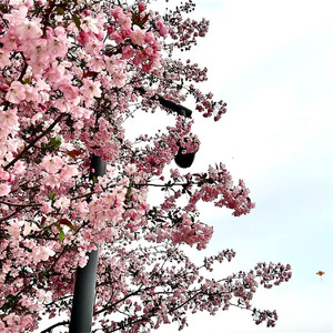 你也并不需要我