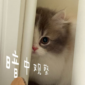 这盛世（丙午说）