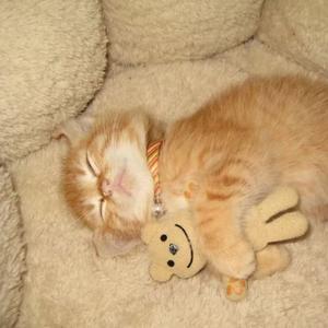 灵感菇 (灵感古力古力)