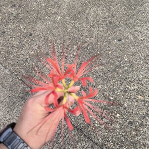 泥巴城堡与黑盒子