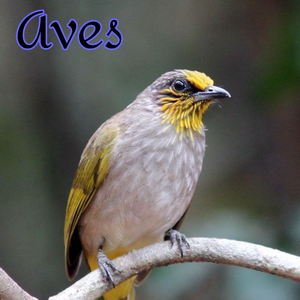 Aves