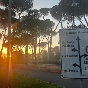 Driving towards umbrella pines